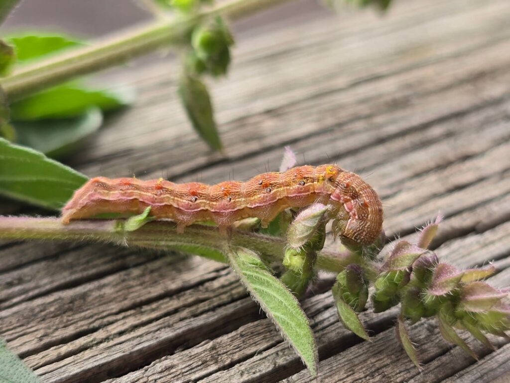 Who is this little guy?