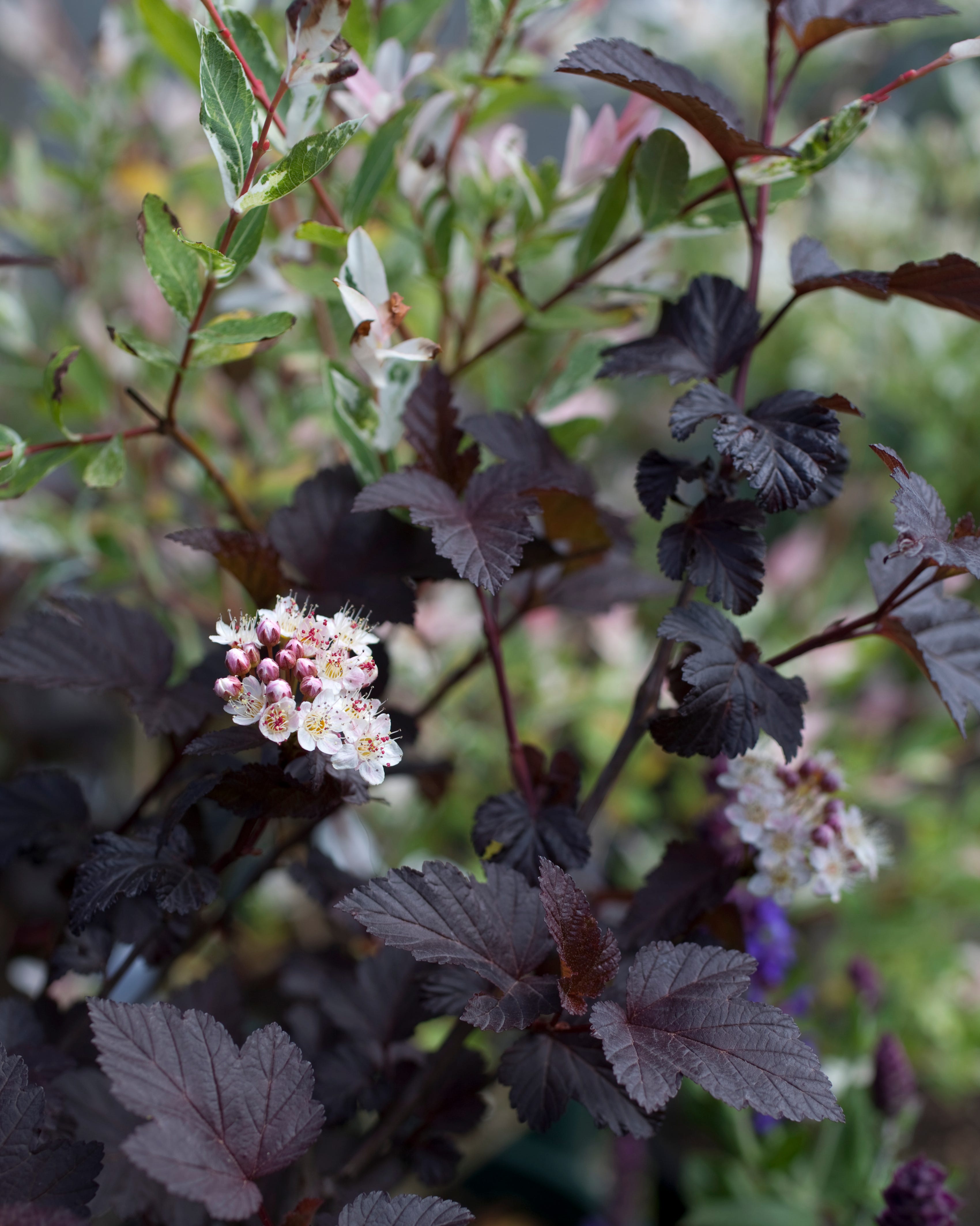 Physocarpus diabolo, Diabolo Ninebark