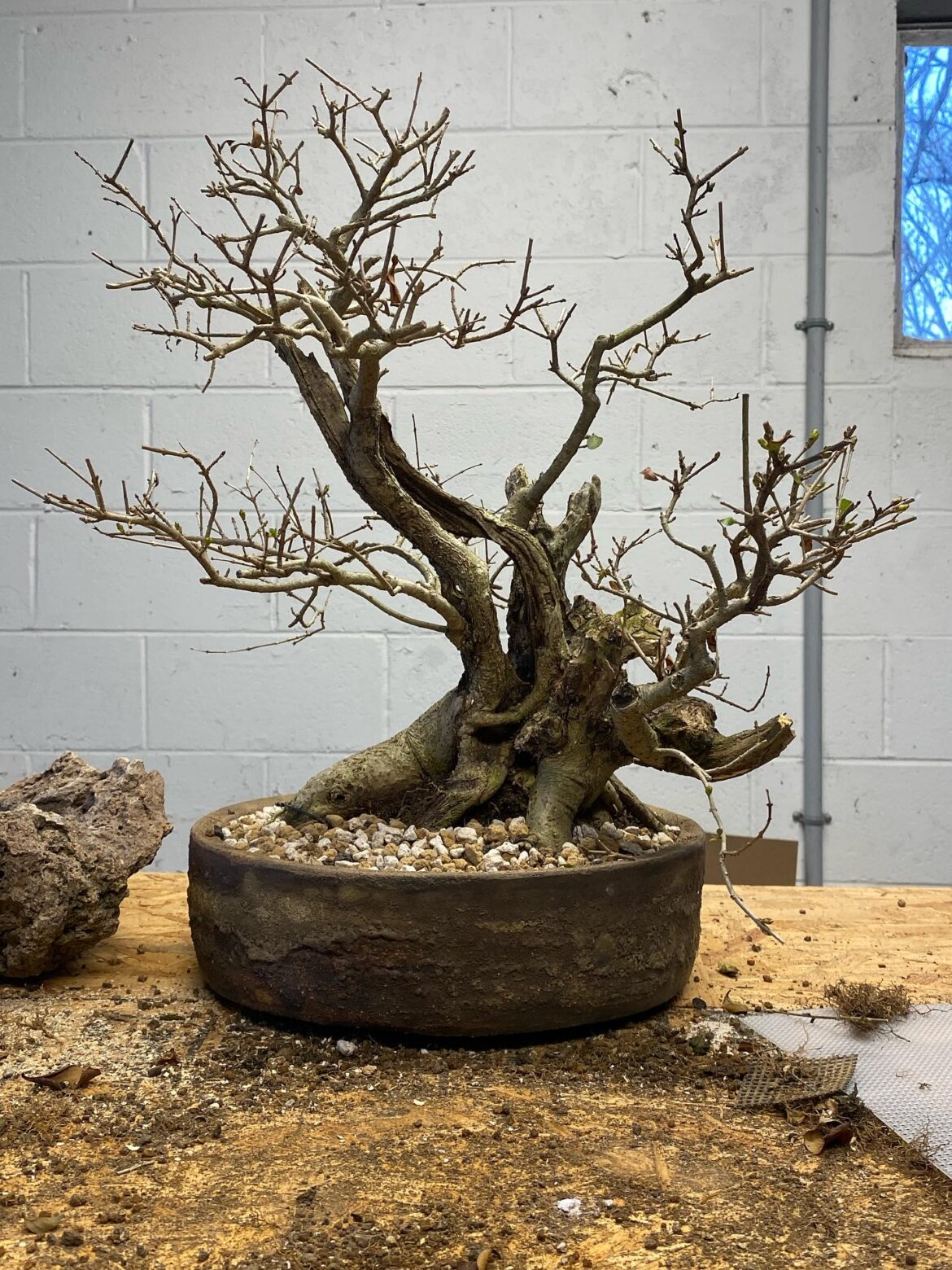 New pot!