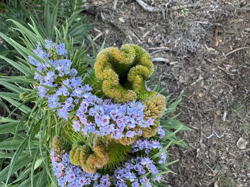 Does this strange mutation have a name? Does this strange mutation have a name?