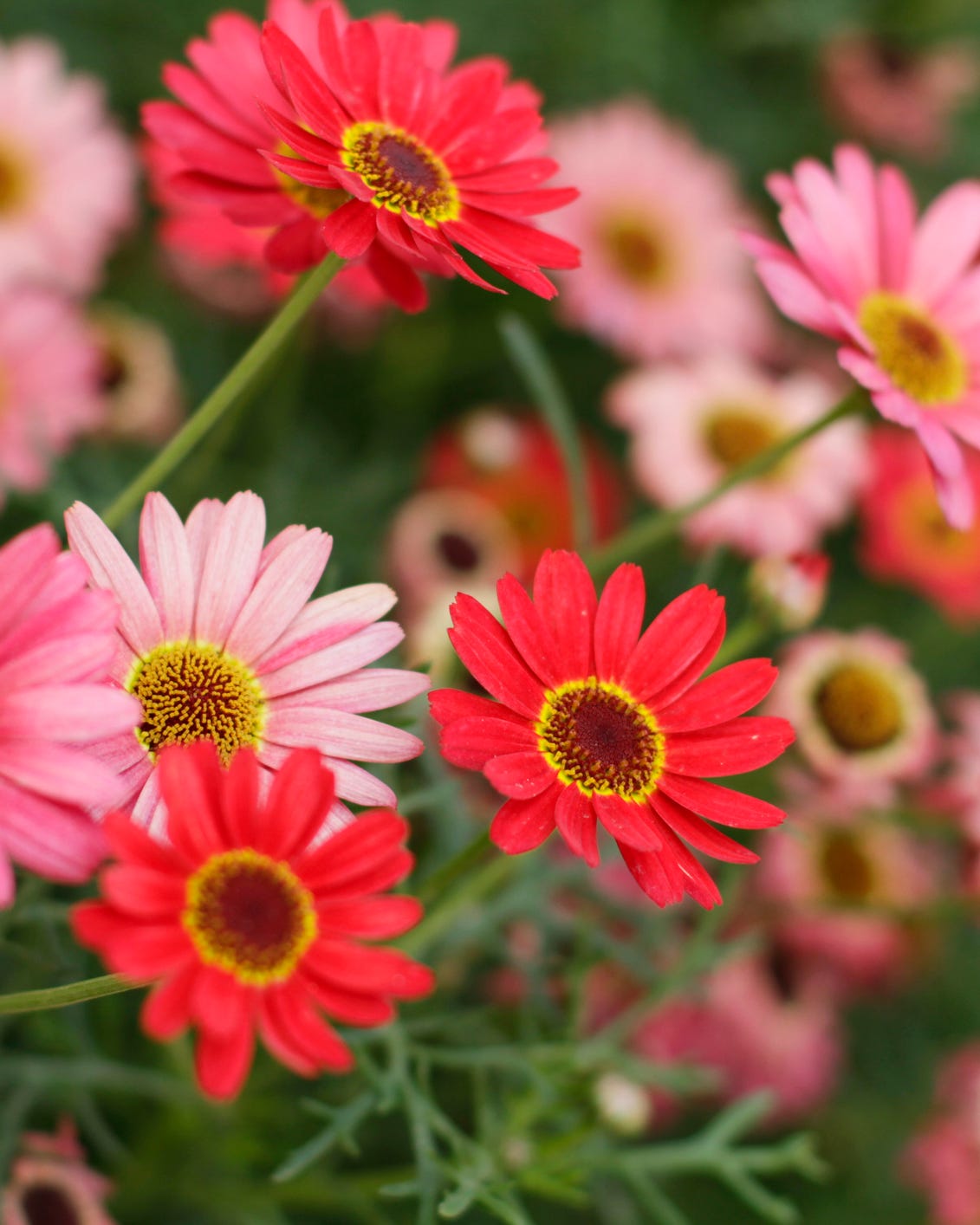 best annual flowers gerbera daisy