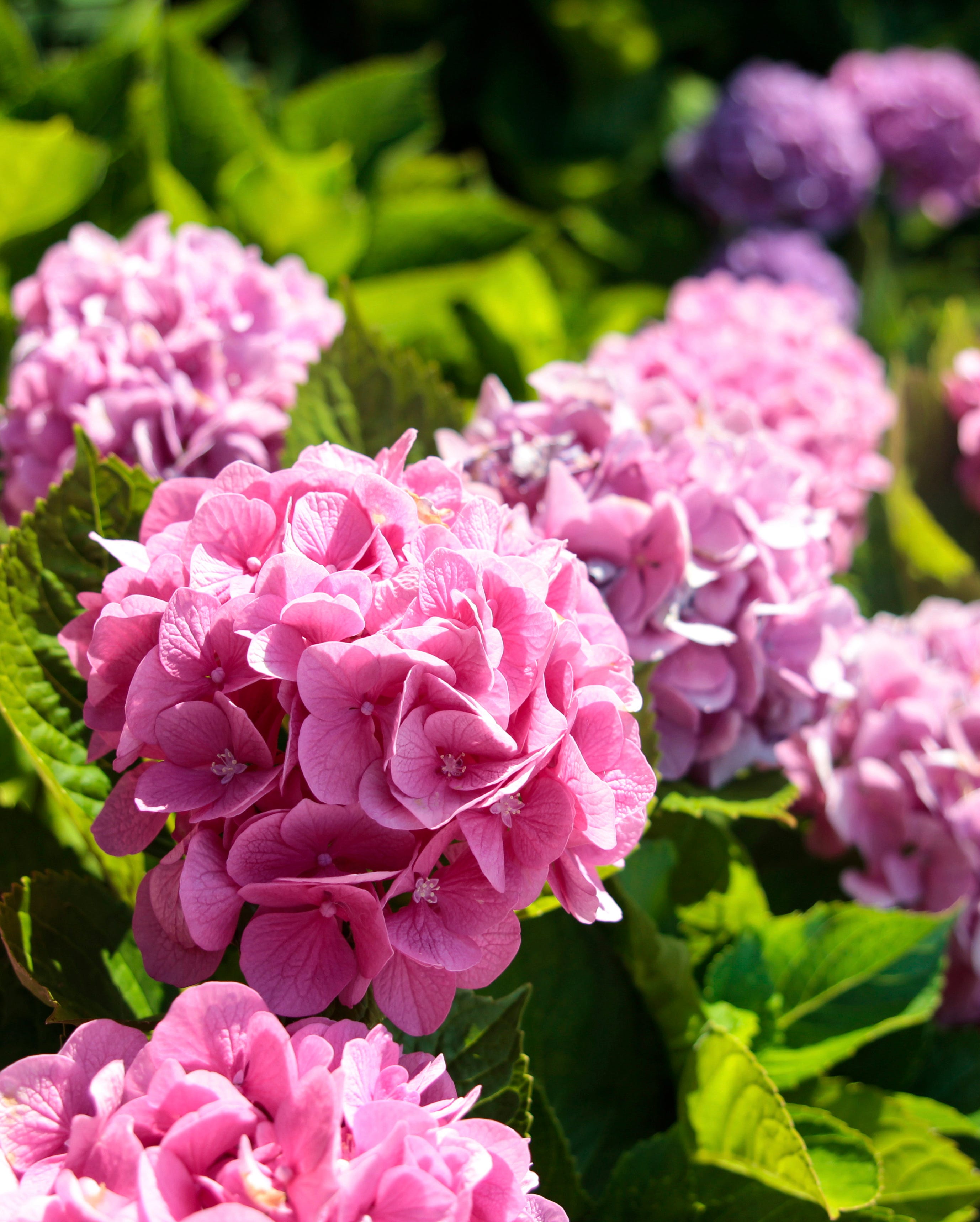 Pink Hydrangea
