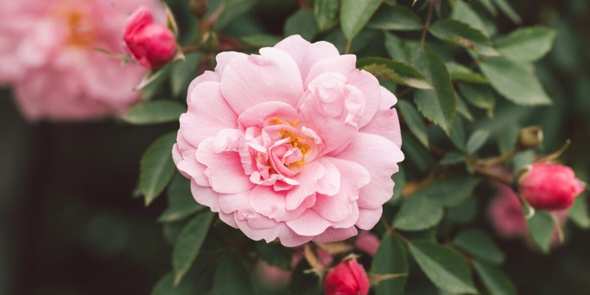 Plant Bare-Root Roses In March: How To Act Fast