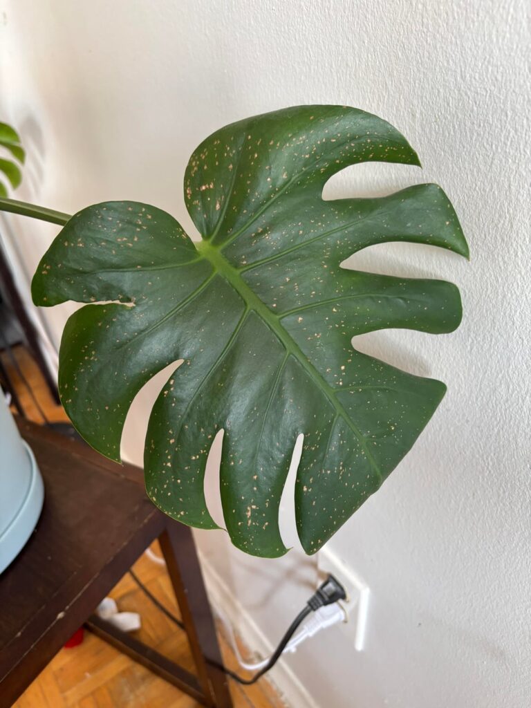 What are these spots on the leaves?
