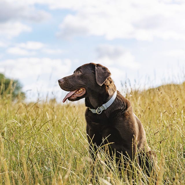 piriton for dogs everything you need to know