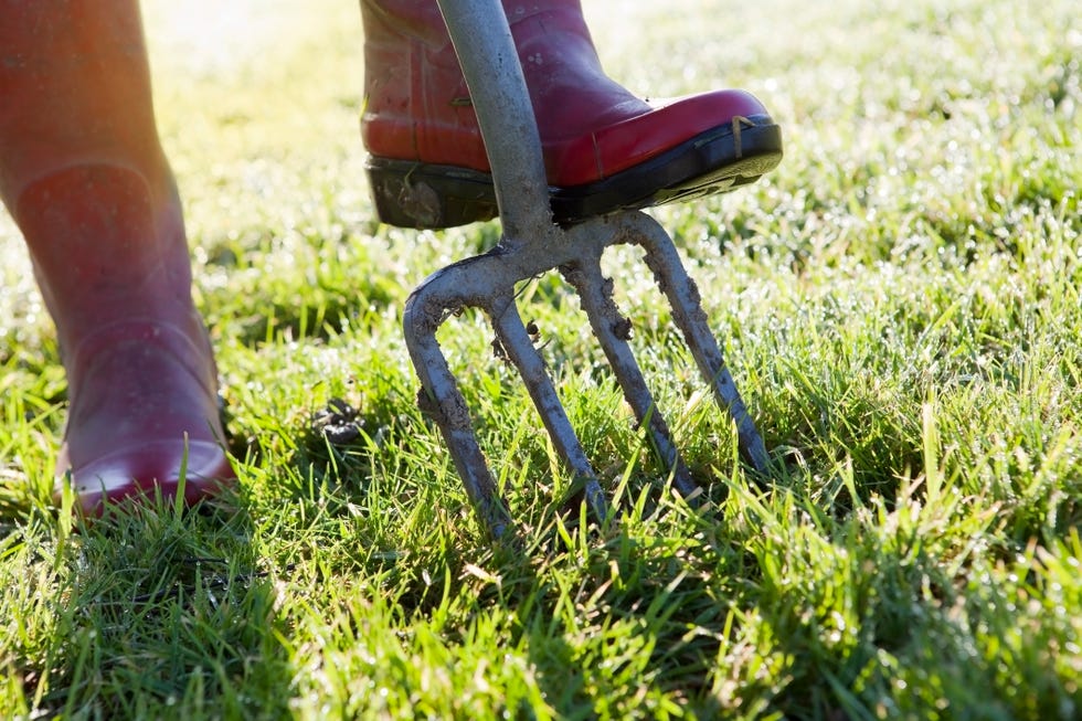 red wellies and garden fork digging or aerating dew covered grass lawn at sunrise. red wellies and garden fork digging or aerating dew covered grass lawn at sunrise.