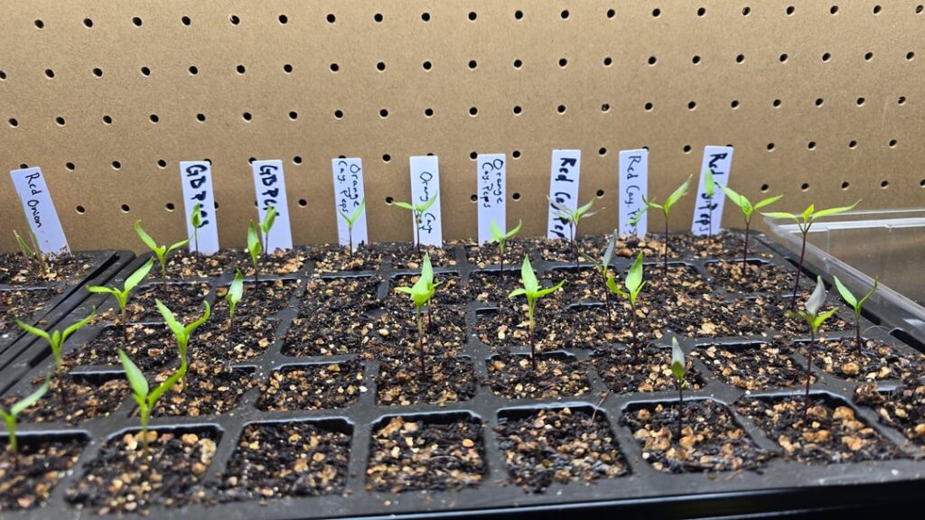 Pepper seedling not getting big?