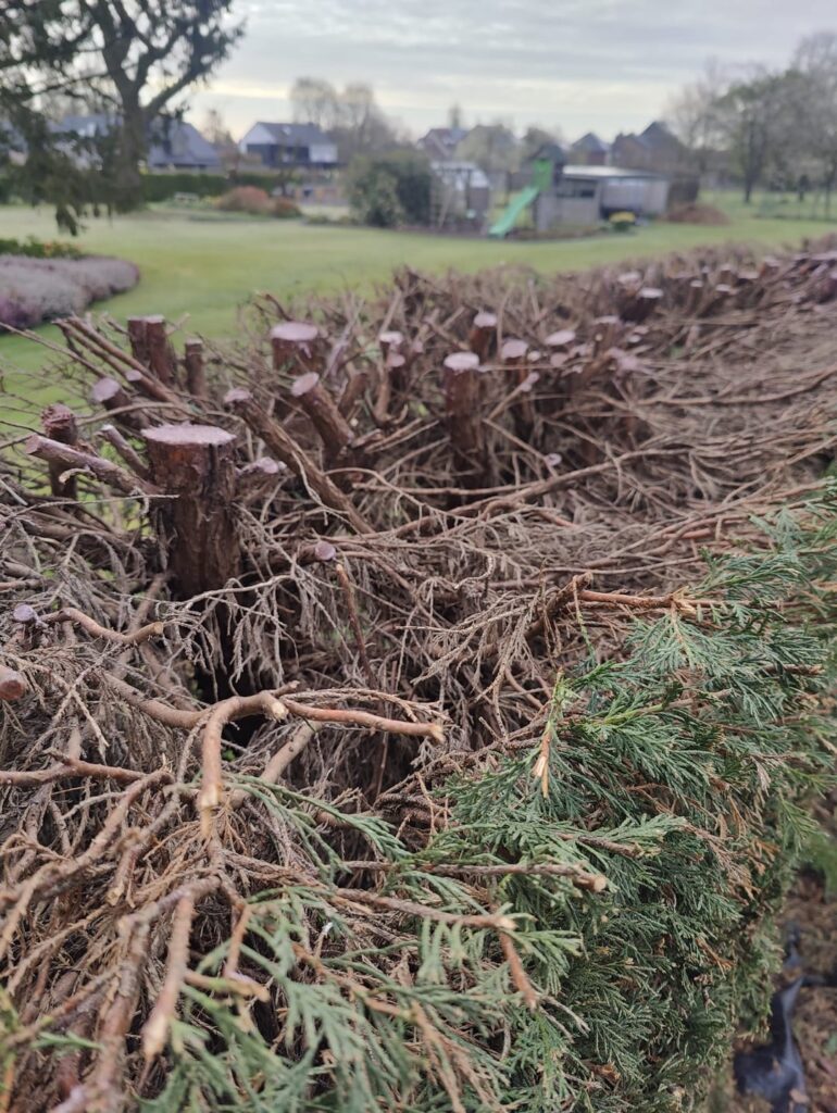 Coud someone help me identify my hedge and whether I needed product a gardener applied after cutting it? Coud someone help me identify my hedge and whether I needed product a gardener applied after cutting it?