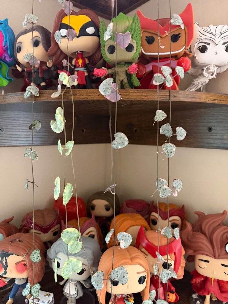 Green leaves on String of Hearts