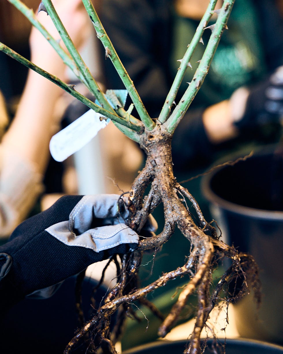 planting bare root roses