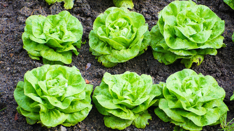 Lettuce gems growing in garden