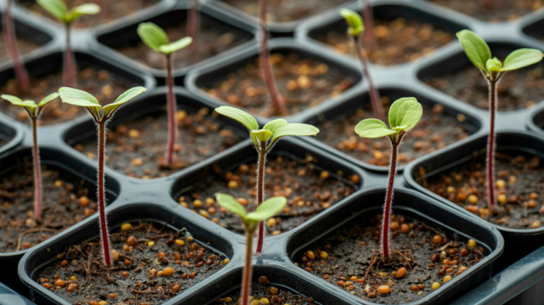 Rows of seedlings in small black containers