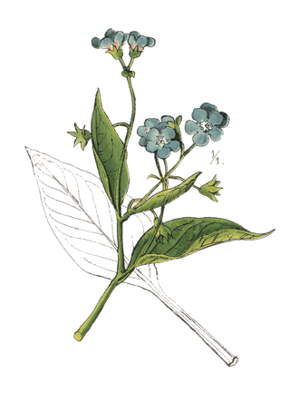 botanical illustration of a flowering plant with distinctive leaves and blue flowers