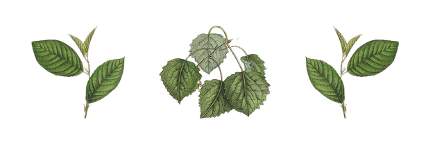 detailed illustrations of various leaves