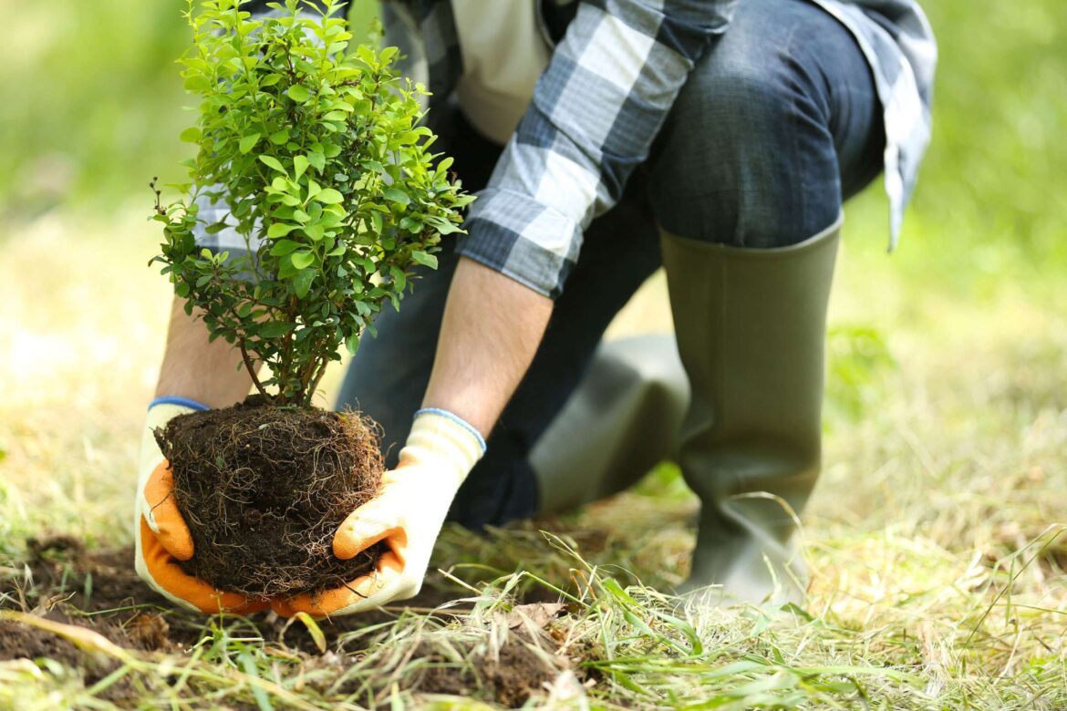 Celebrate Arbor Day by Planting a Tree