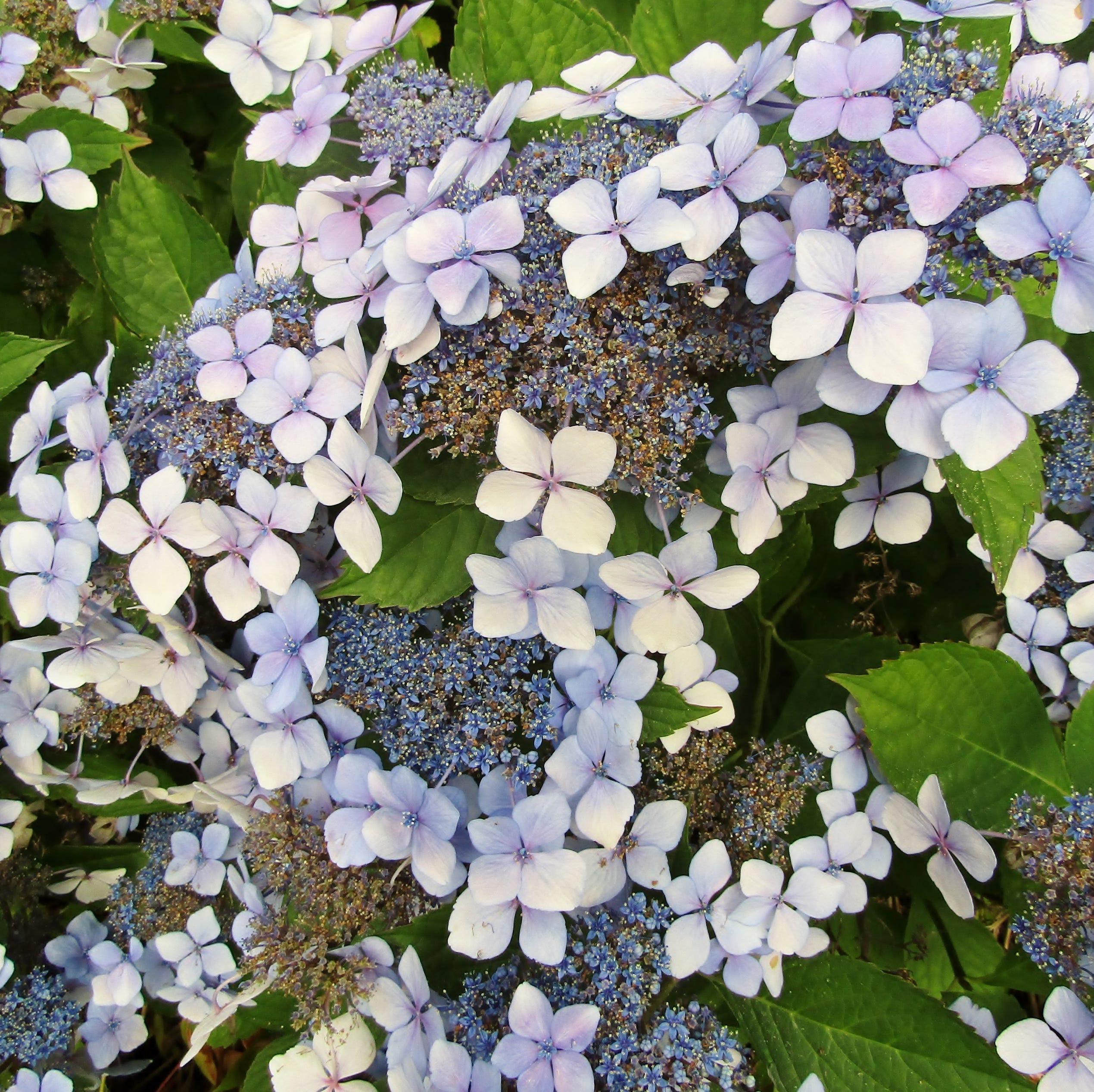 lacecap hydrangeas