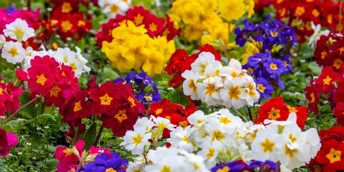 11 Plants You Should Deadhead In March For More Flowers 11 Plants You Should Deadhead In March For More Flowers