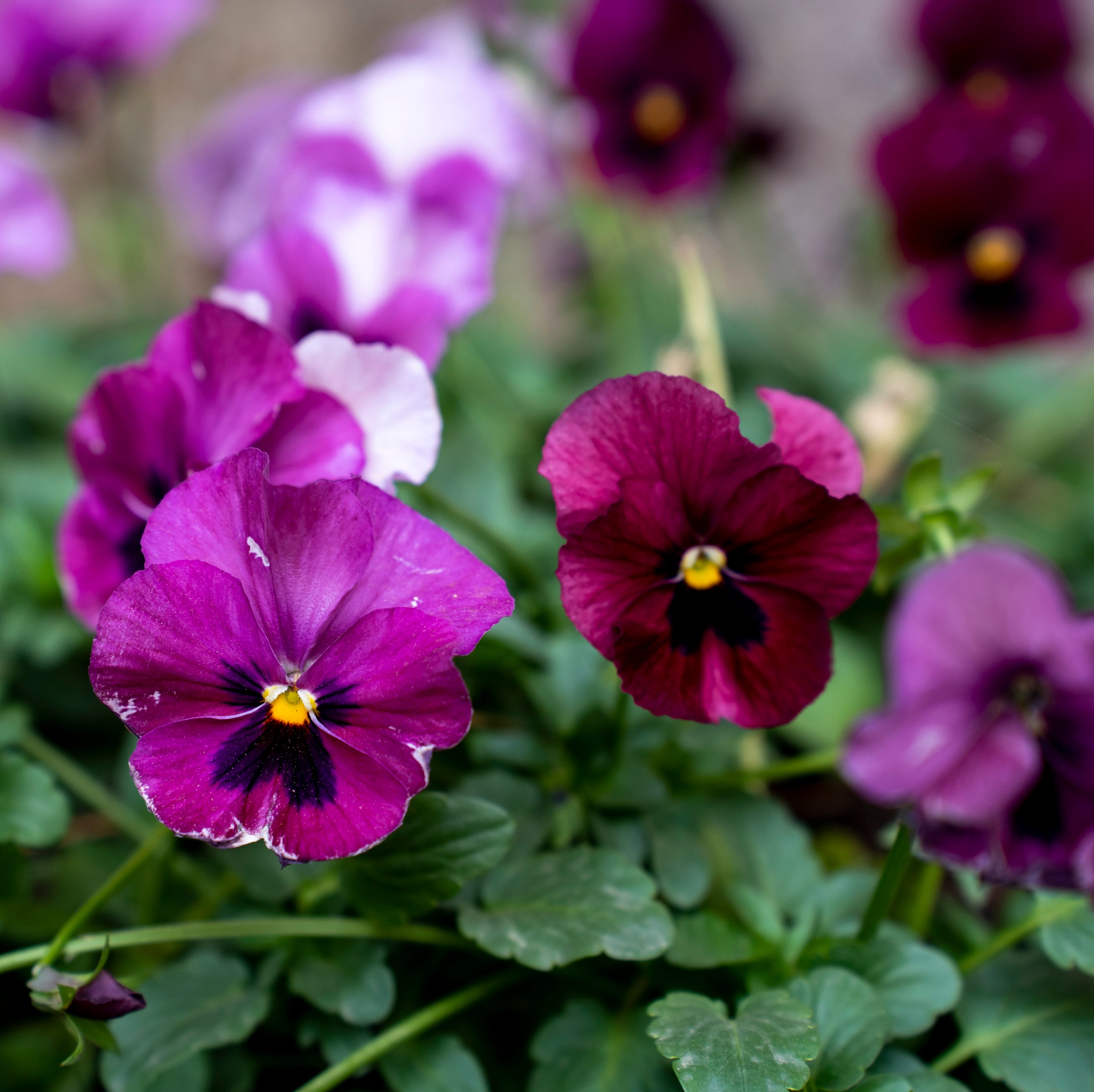 pansy flowers growing in the spring garden