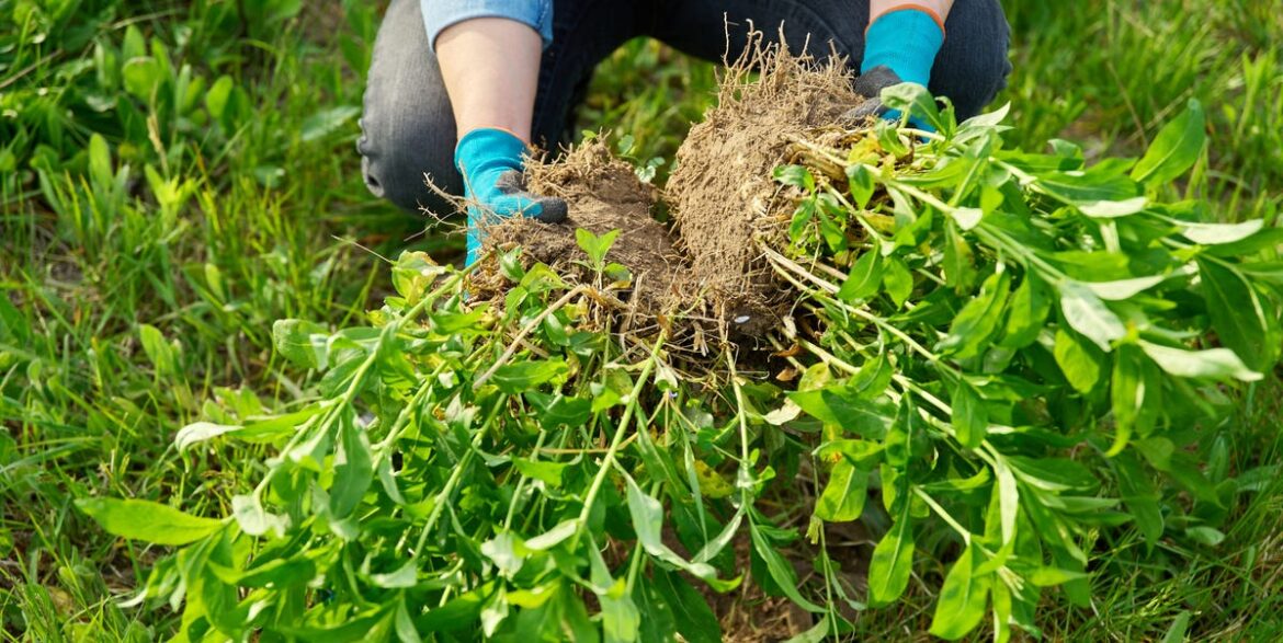 7 Perennials To Divide In March For stronger growth (and how to do it properly) 7 Perennials To Divide In March For stronger growth (and how to do it properly)