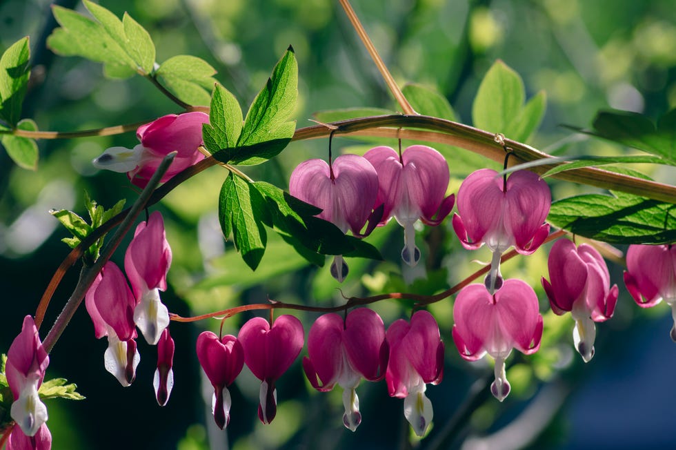 Bleeding Heart - Lamprocapnos spectabilis dicentra spectabilis bleeding heart flowers in hearts shapes in bloom, beautiful lamprocapnos bright pink white flowering plant