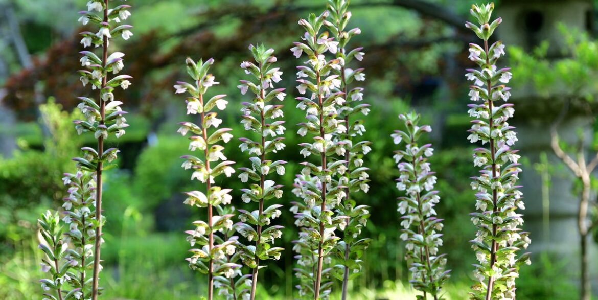 Plants to Avoid in Your Garden: 8 You’ll Regret