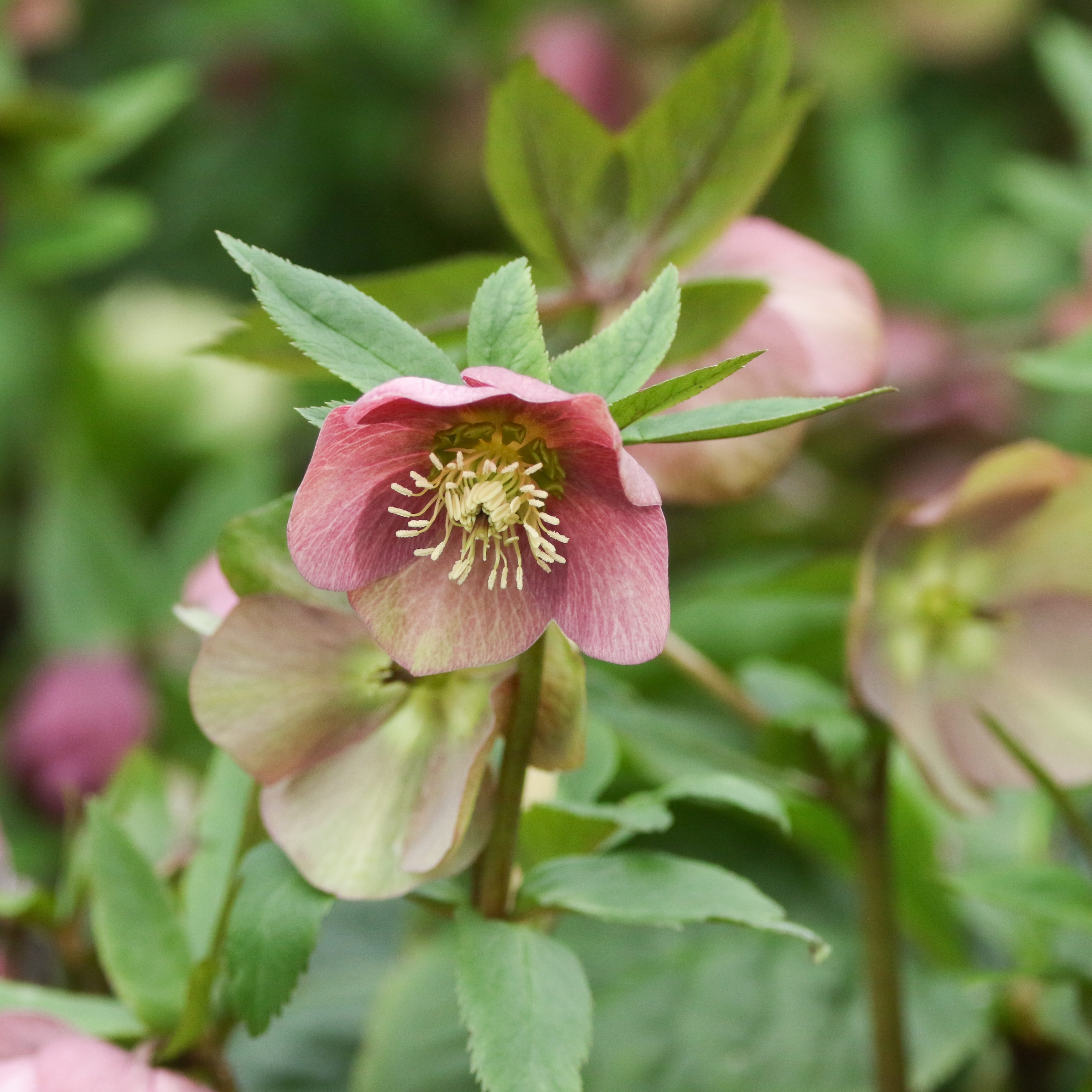 a beautiful pink helleborus