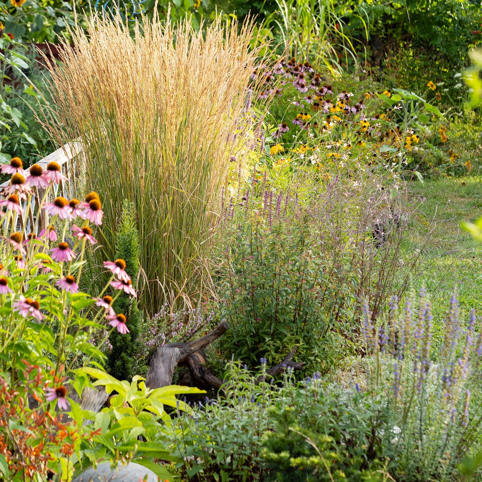 a lush garden filled with various plants and flowers