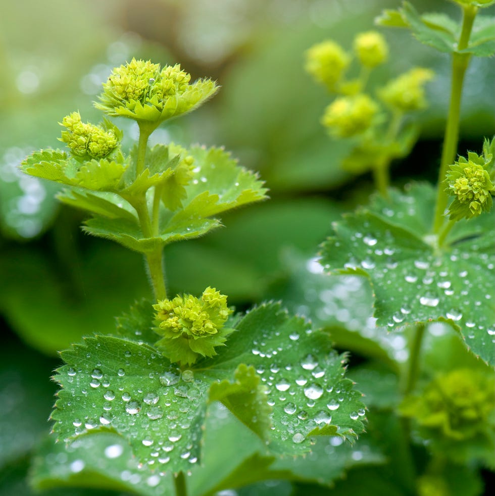 Alchemila mollis - plants to divide in March alchemila mollis plants to divide in march
