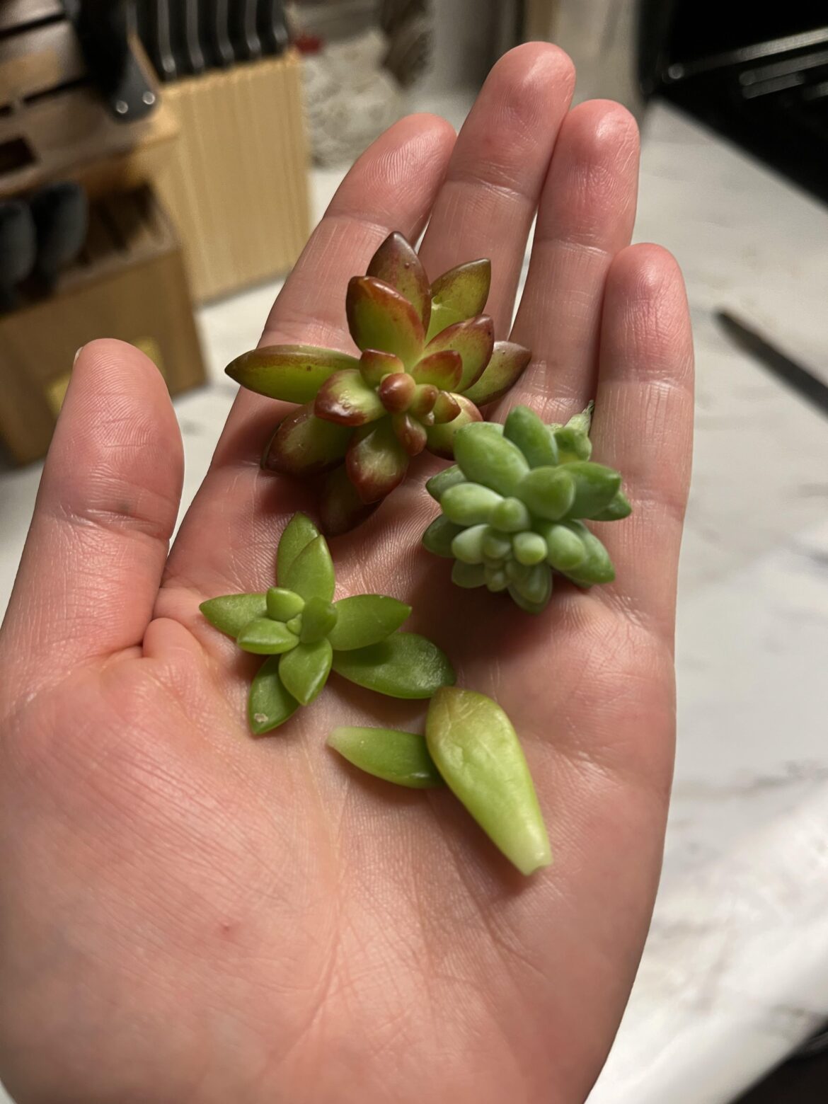 How to prop lil succulents?