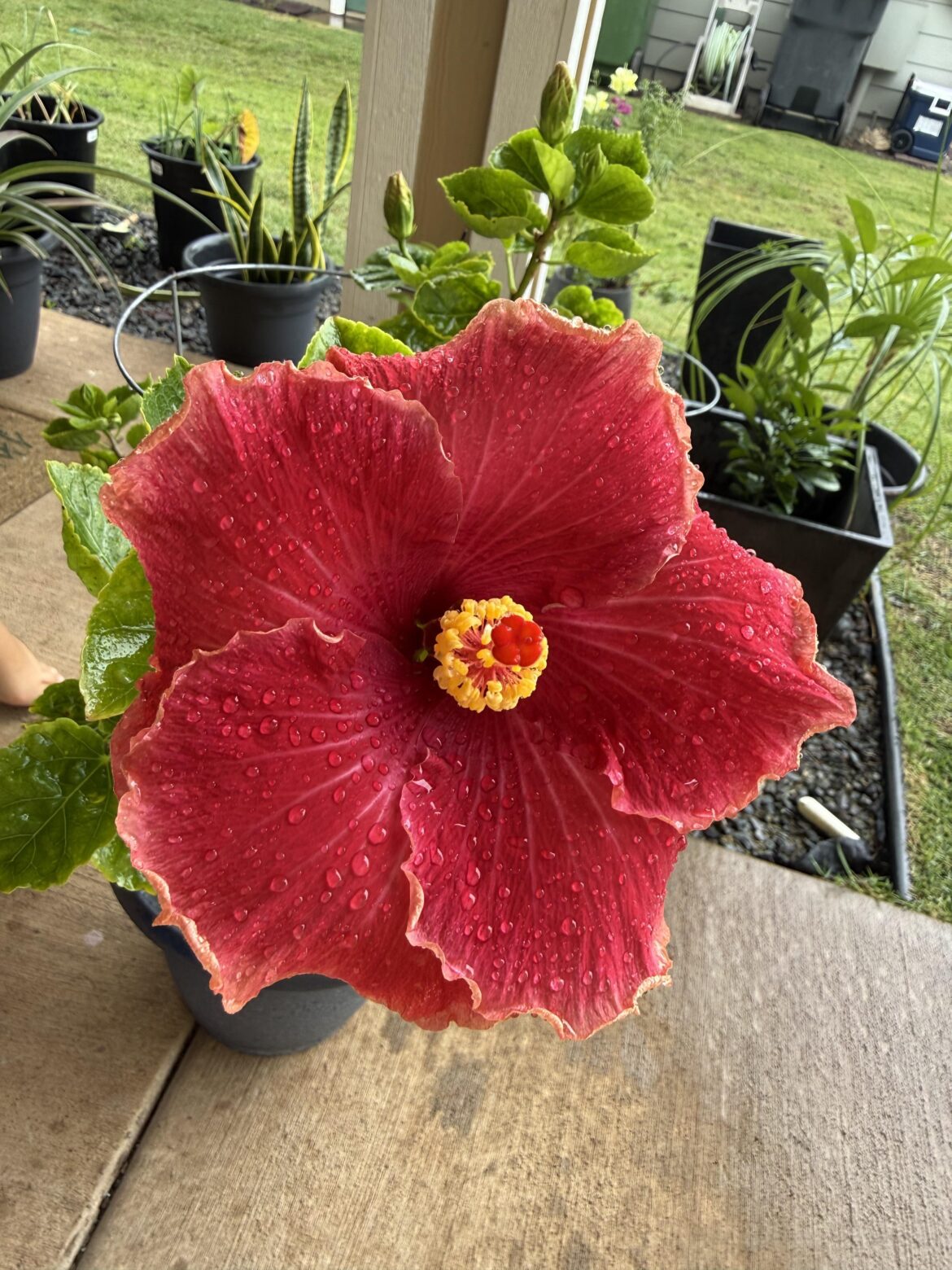 First time hibiscus owner. In love with these hand sized blooms!