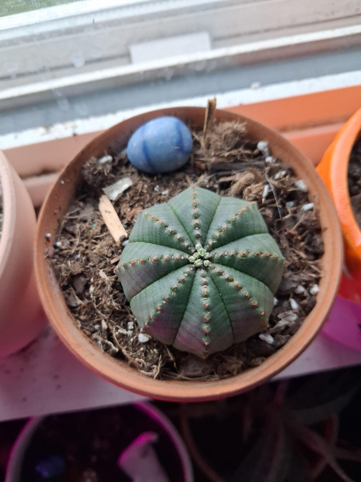 Euphorbia Obesa