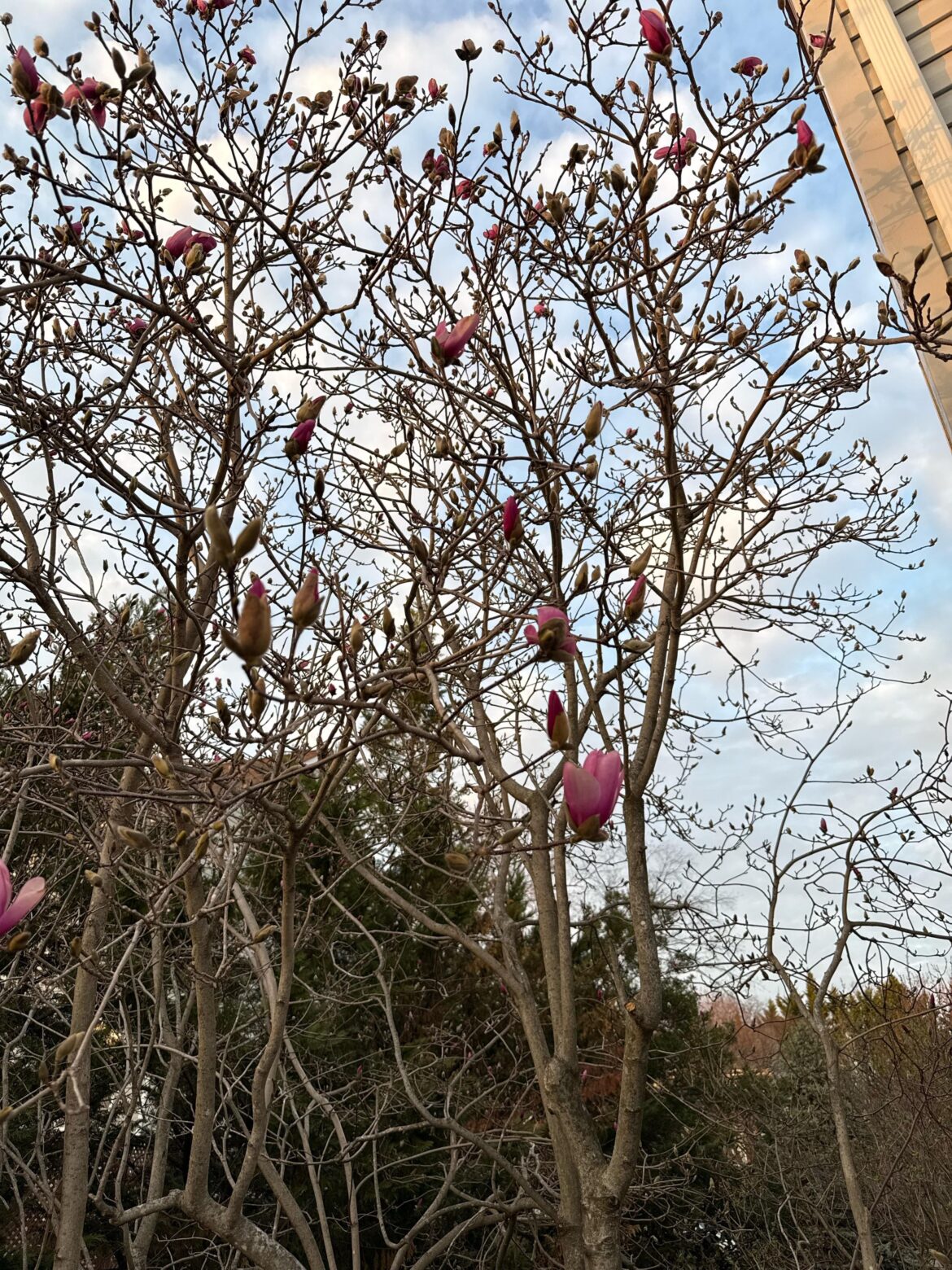 What kind of tree is this?