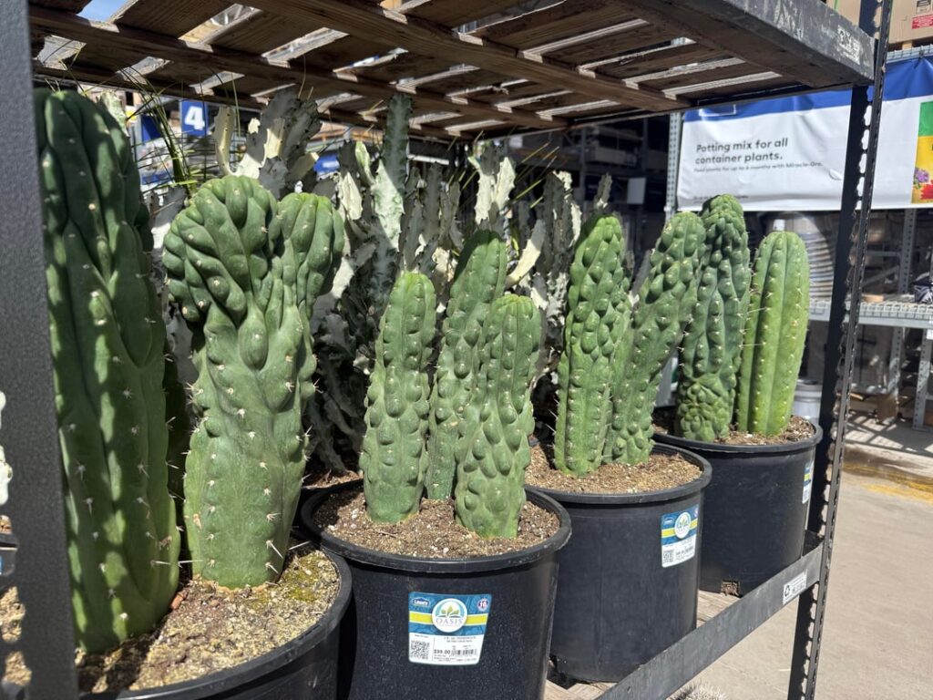 Sheeesh Lowe's find crested 4 $99