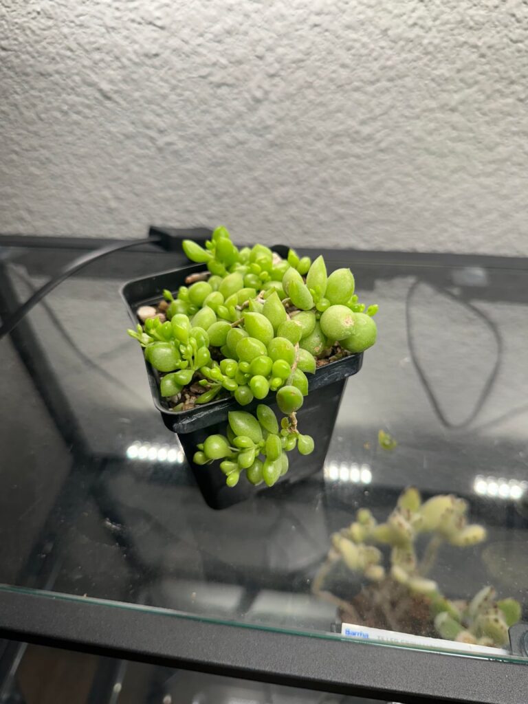 ID help ID help