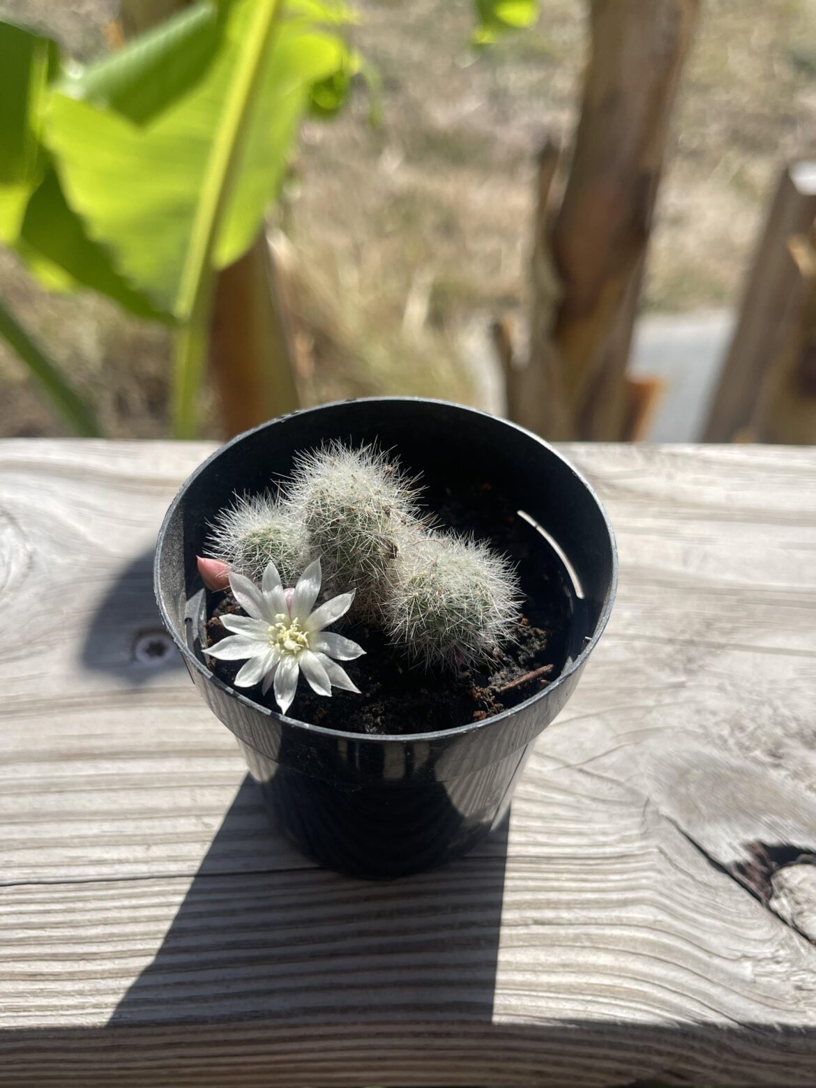 My tiny cactus grew a flower 🌼