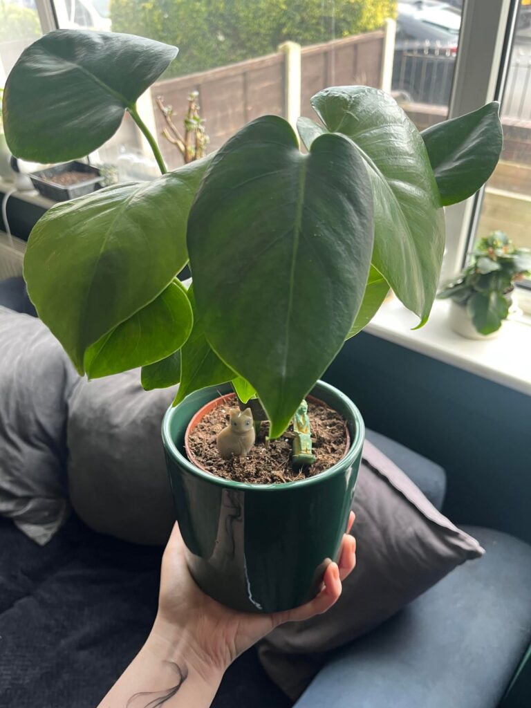 New owner - is it normal to have so many leaves on a baby plant? And does it look healthy? Currently 11 leaves and one getting ready to pop up