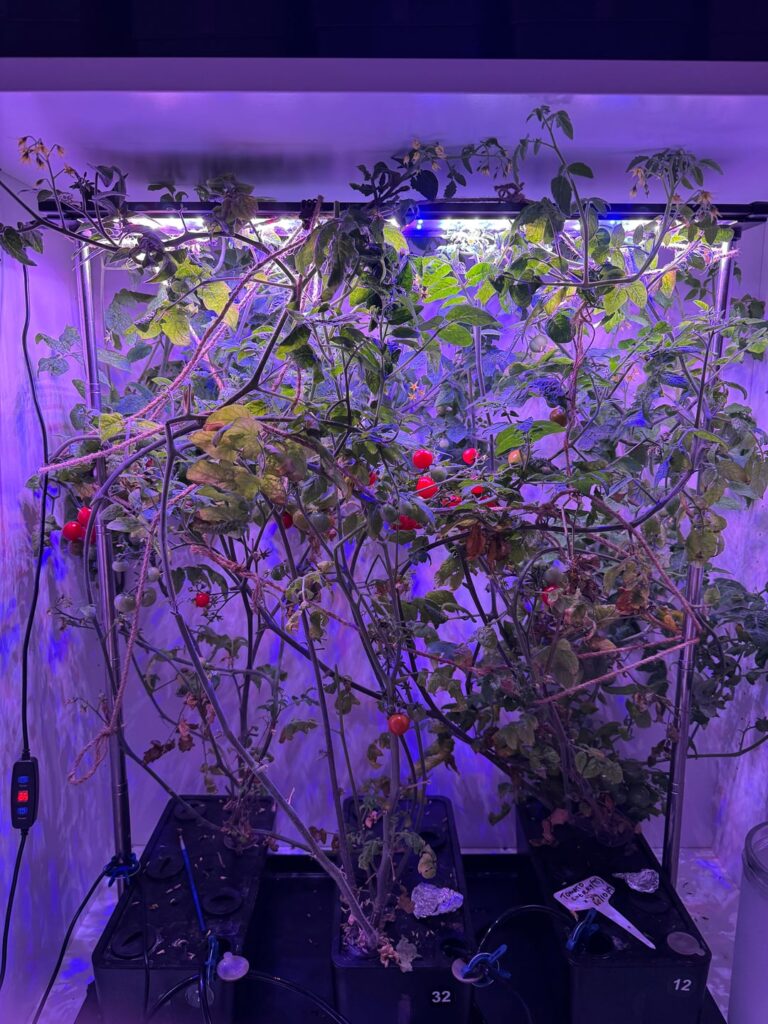 How to get the best tomato yield indoors?