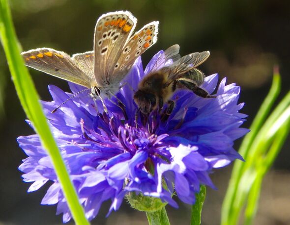 Butterfly and bee on flower Butterfly and bee on flower