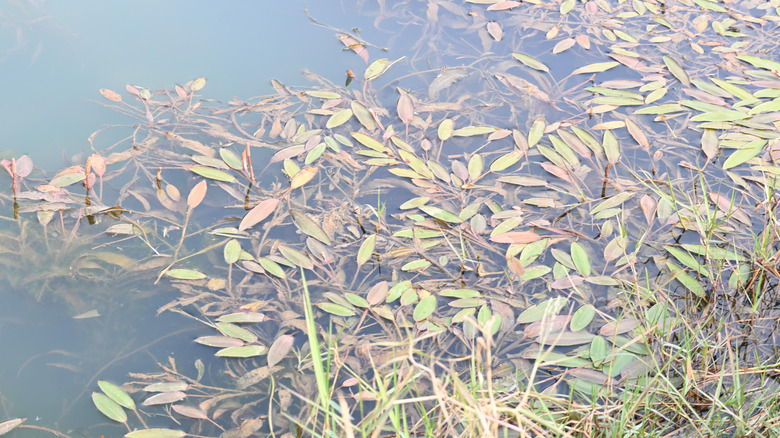 A matt of pondweed growing along the edge of a body of water, with some leaves sitting on the surface