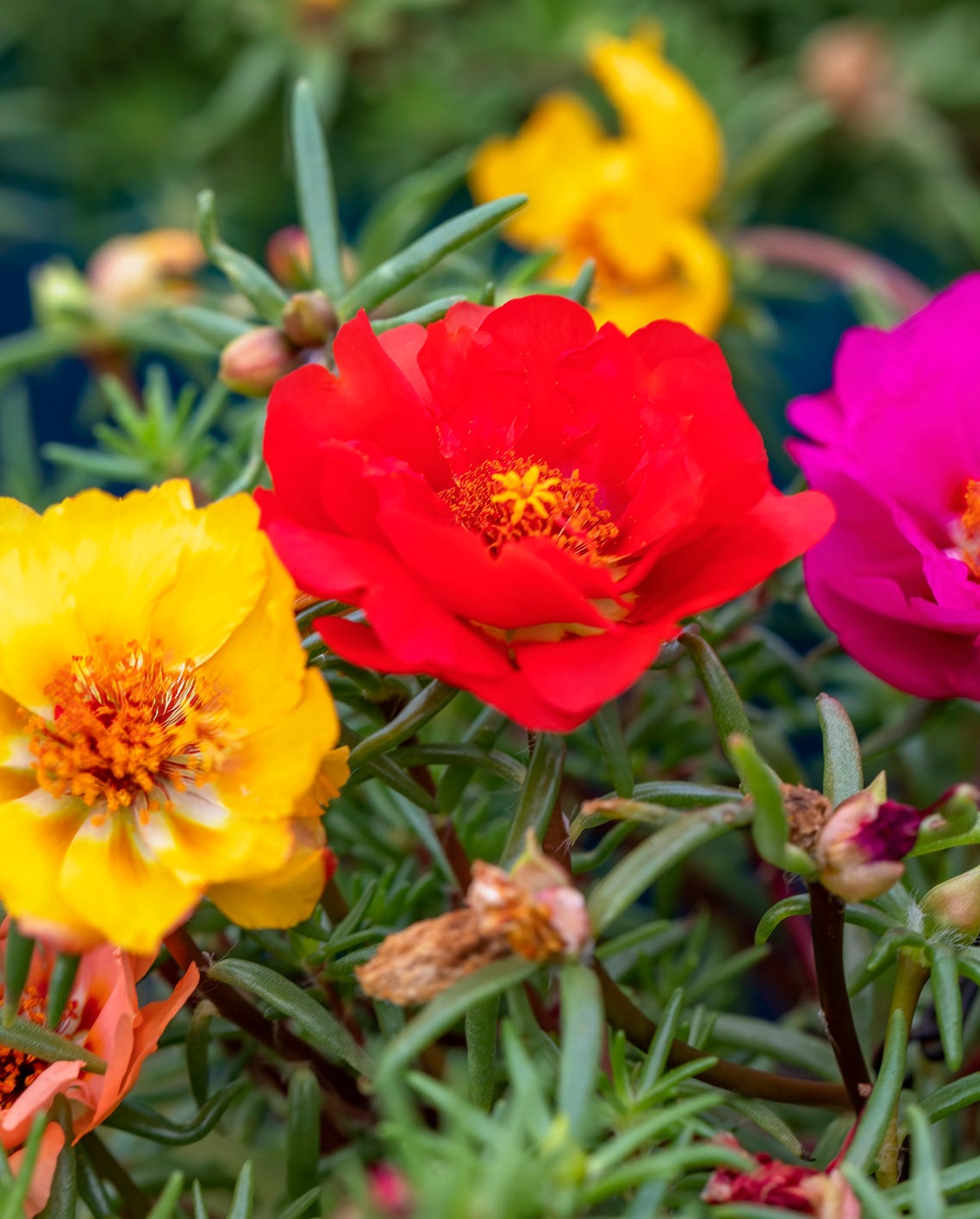 flowers to grow from seed portulaca