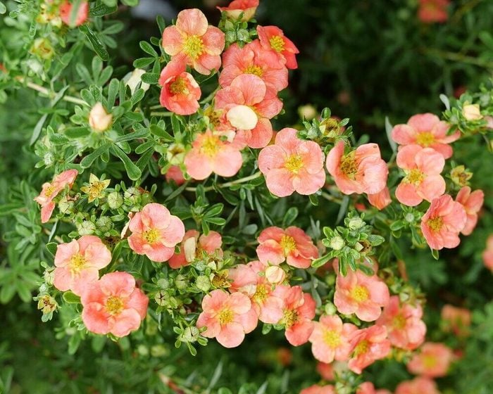 Potentilla Happy Face Orange 1