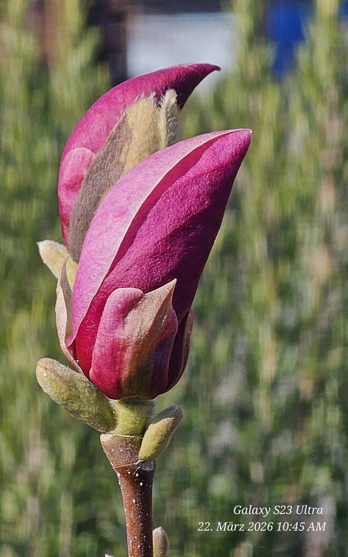 Magnolie (Magnolia liliiflora).