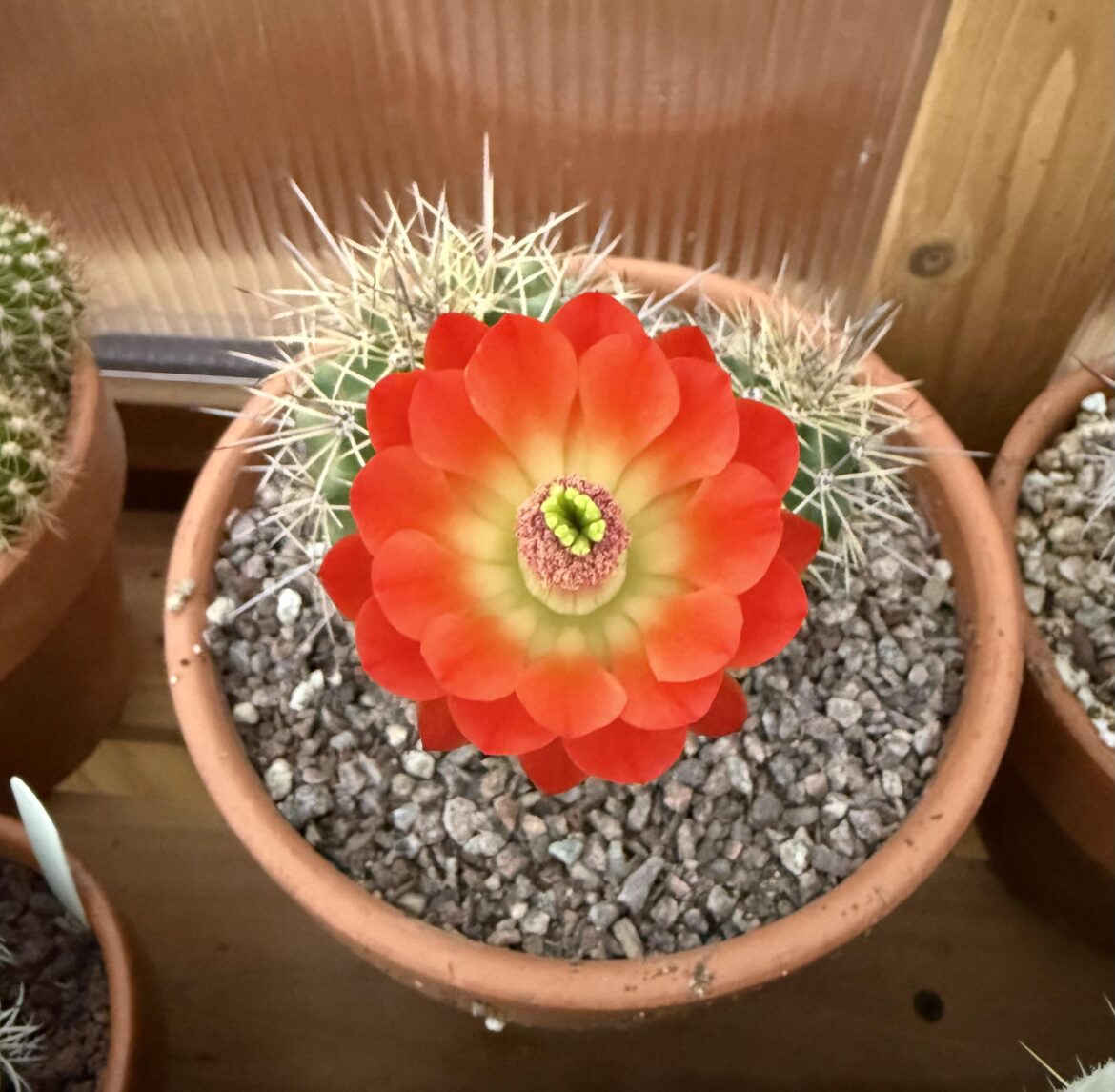 Echinocereus Flower