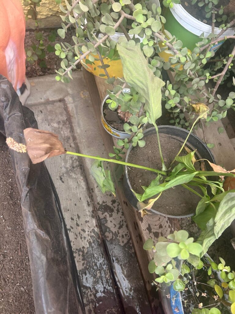 I can’t handle to kill another plant