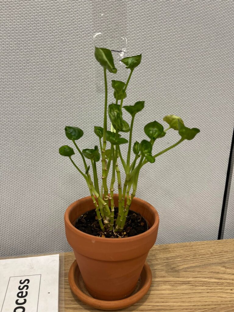 Does anyone know what kind of plant this is?