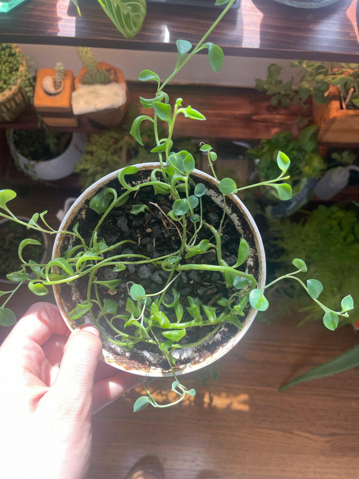 String of dolphins flattening out under grow light String of dolphins flattening out under grow light