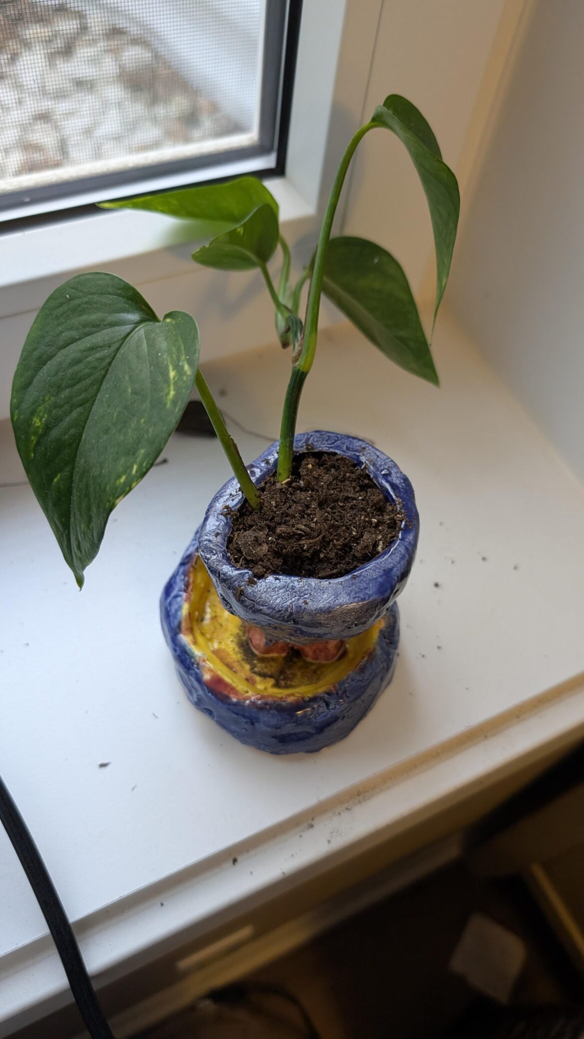 I was recently gifted this plant but I don't know what it is and how much I should water it?