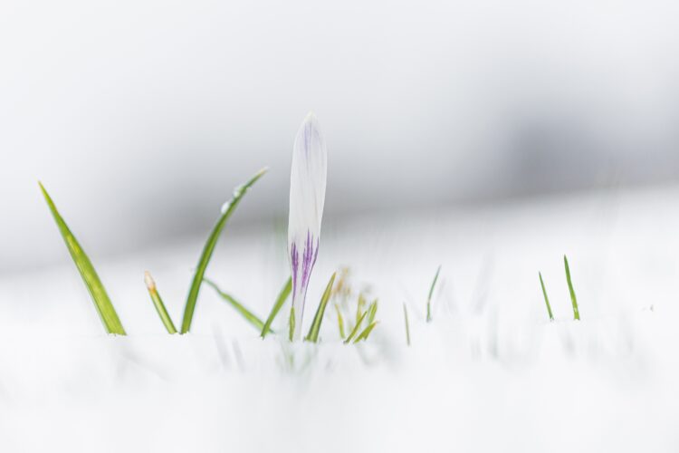 Prairie Fare: What you plant this spring can support eye health | News, Sports, Jobs Prairie Fare: What you plant this spring can support eye health | News, Sports, Jobs