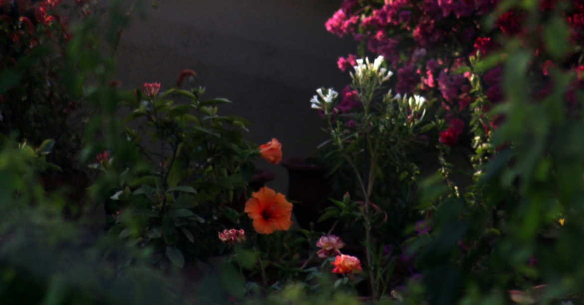 How to Prepare Your Garden for Summer and Protect Plants from Extreme Heat How to Prepare Your Garden for Summer and Protect Plants from Extreme Heat