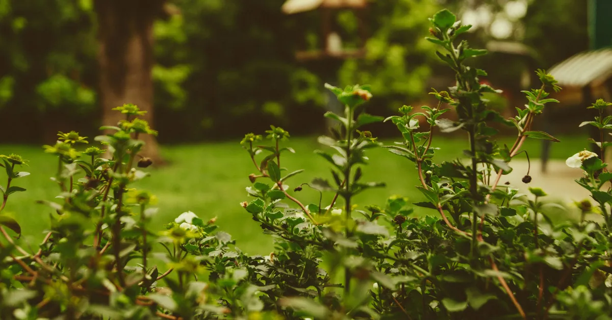 prepare garden for summer